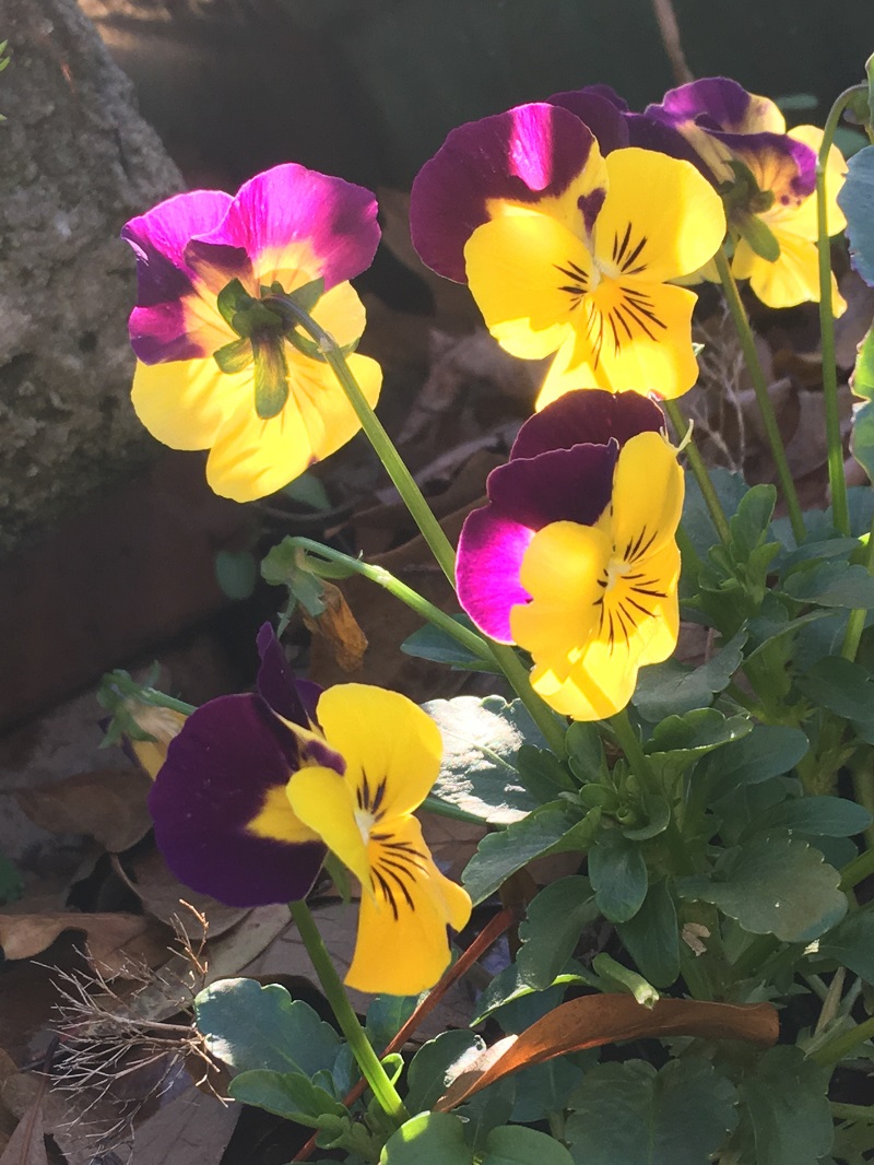 winter blooming pansies December 2018