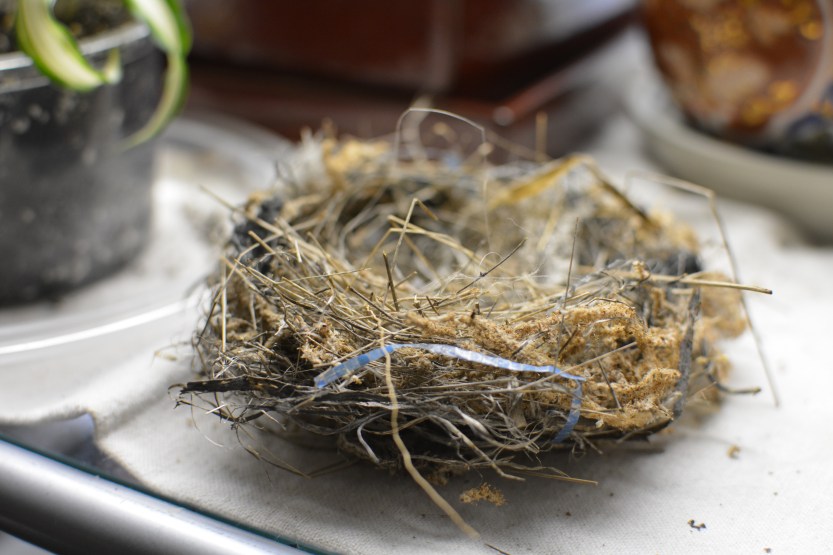 birds nest Feb 9 2019